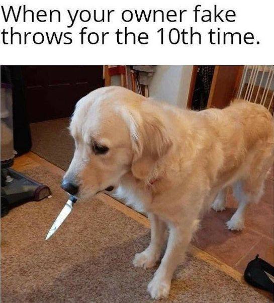 Funny Animals (43 pics)
