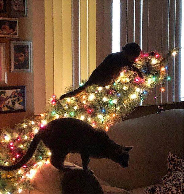 Funny Animals (43 pics)