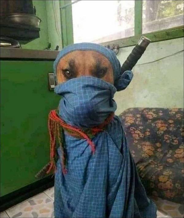 Funny Animals (43 pics)