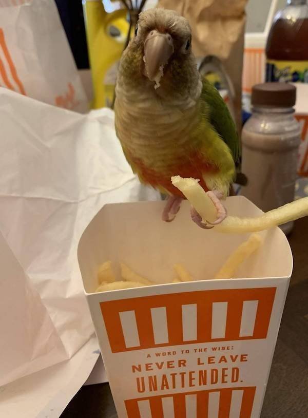 Funny Animals (43 pics)