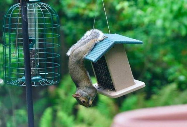 Funny Animals (43 pics)