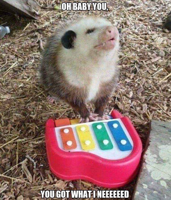 Funny Animals (43 pics)