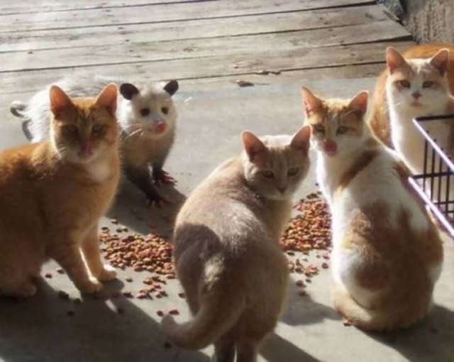 Funny Animals (43 pics)