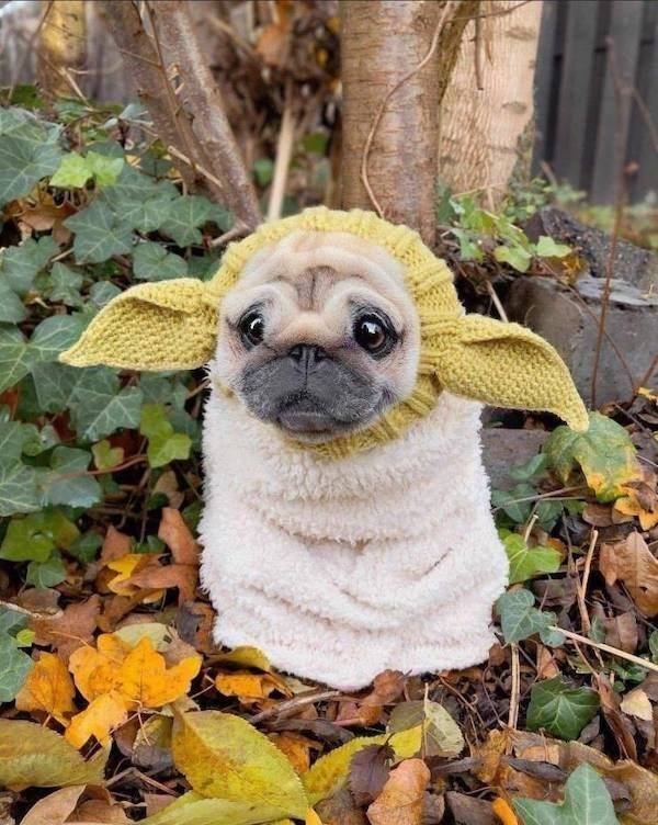 Funny Animals (43 pics)