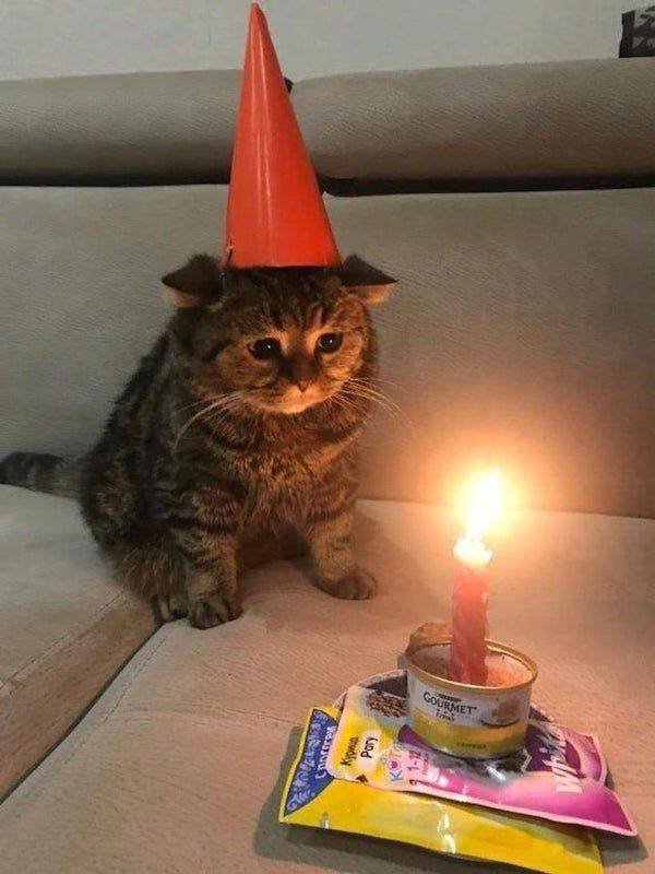 Funny Animals (43 pics)