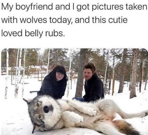 Funny Animals (43 pics)