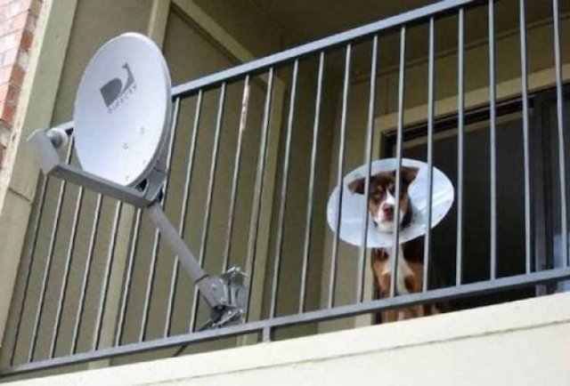 Funny Animals (43 pics)