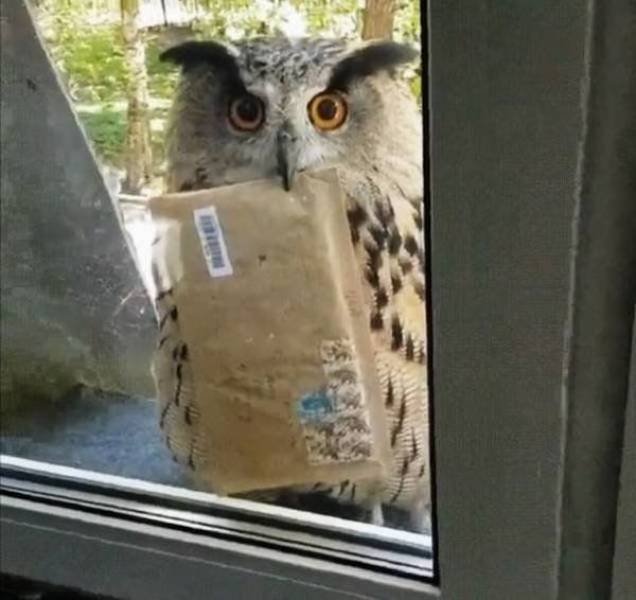 Funny Animals (43 pics)