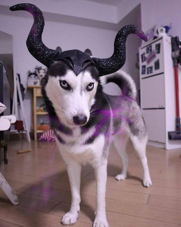 Funny Animals (43 pics)