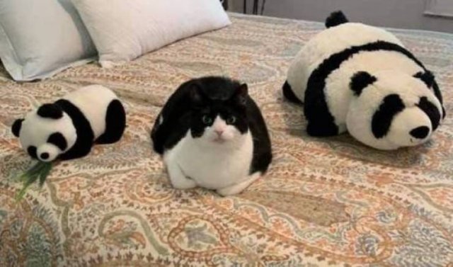 Funny Animals (43 pics)