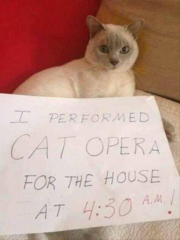 Funny Animals (43 pics)
