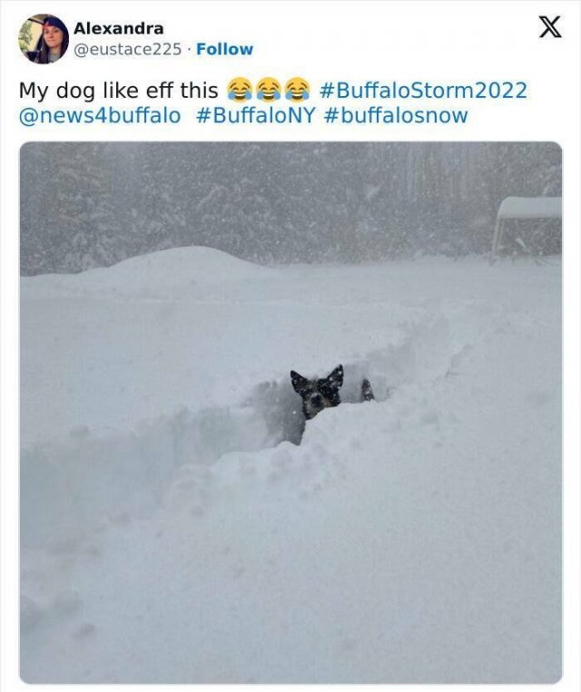 Harsh Winter Photos (25 pics)