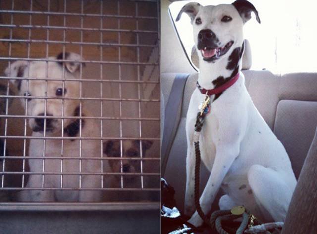 Animals Before And After Adoption (15 pics)