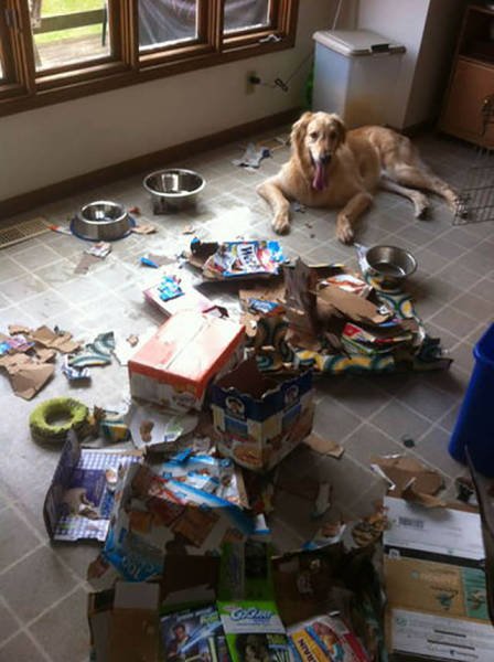 Naughty Animals (32 pics)