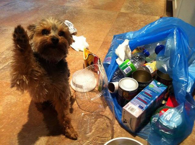 Naughty Animals (32 pics)