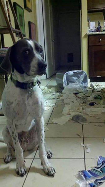 Naughty Animals (32 pics)