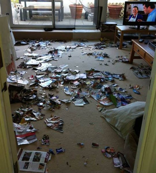 Naughty Animals (32 pics)