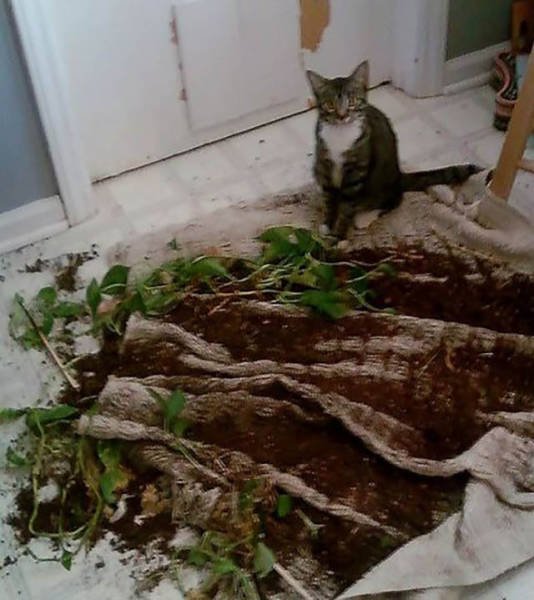 Naughty Animals (32 pics)