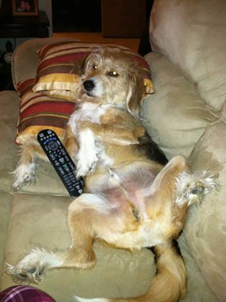 Naughty Animals (32 pics)