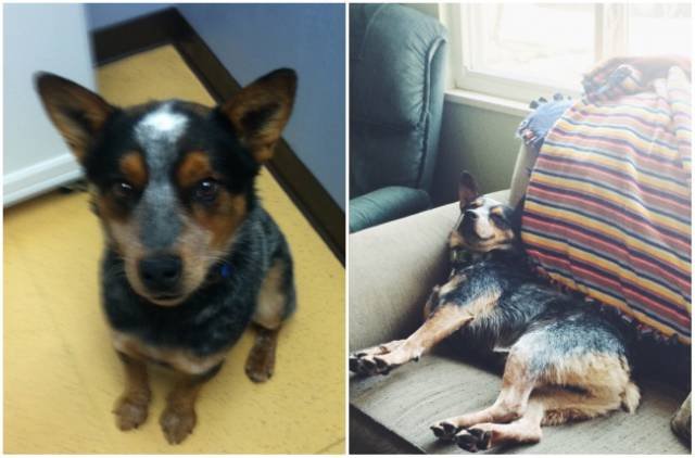 Animals Before And After Adoption (15 pics)