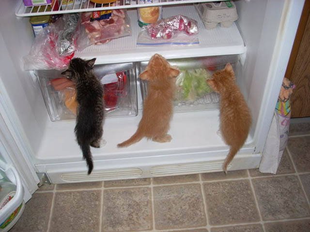 Naughty Animals (32 pics)