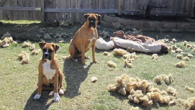 Naughty Animals (32 pics)