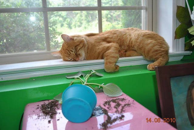 Naughty Animals (32 pics)