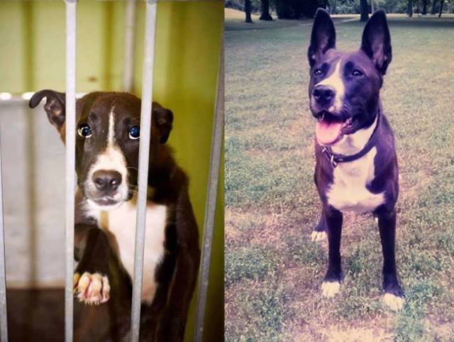 Animals Before And After Adoption (15 pics)