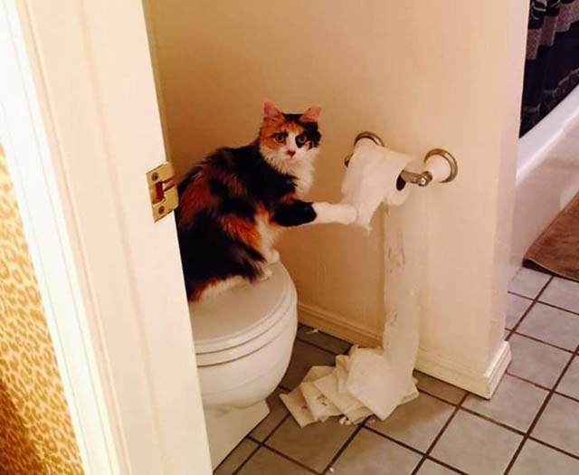 Naughty Animals (32 pics)