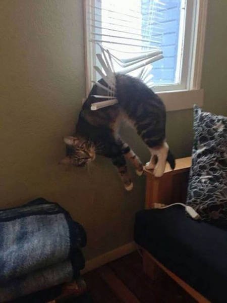 Naughty Animals (32 pics)