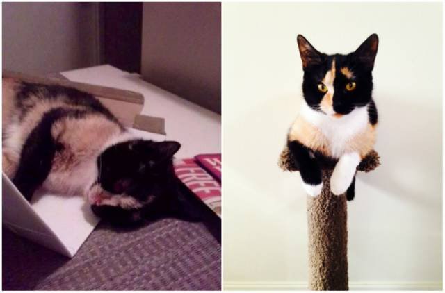 Animals Before And After Adoption (15 pics)