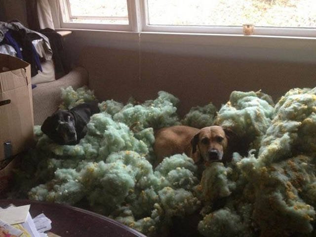 Naughty Animals (32 pics)