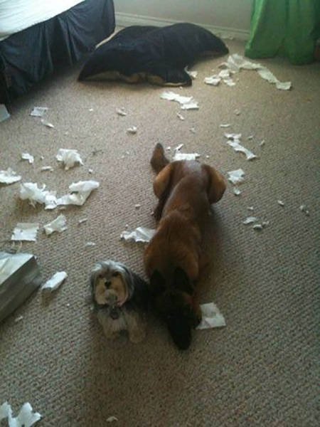 Naughty Animals (32 pics)