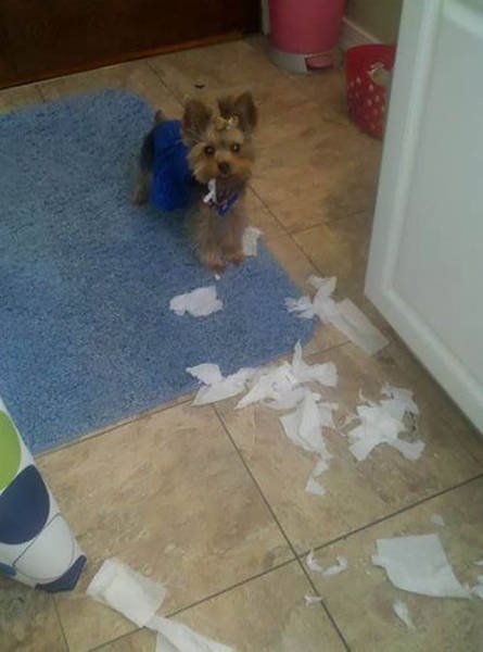 Naughty Animals (32 pics)