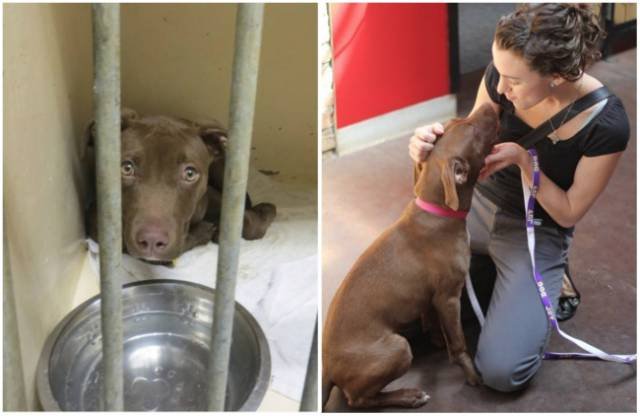 Animals Before And After Adoption (15 pics)