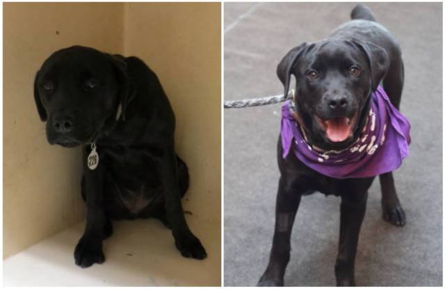 Animals Before And After Adoption (15 pics)