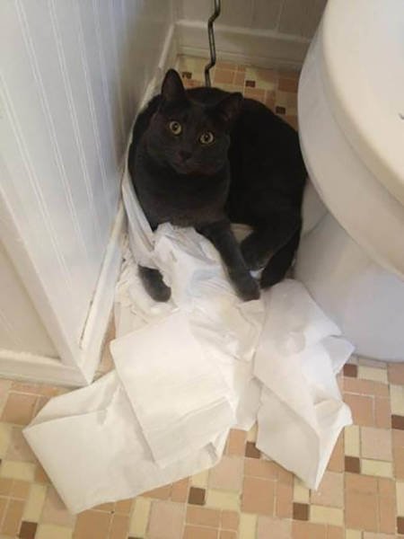 Naughty Animals (32 pics)