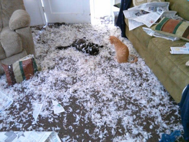 Naughty Animals (32 pics)