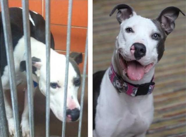 Animals Before And After Adoption (15 pics)
