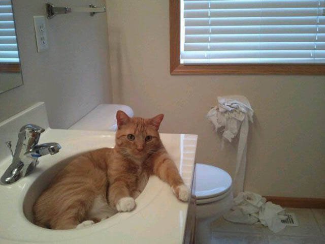 Naughty Animals (32 pics)
