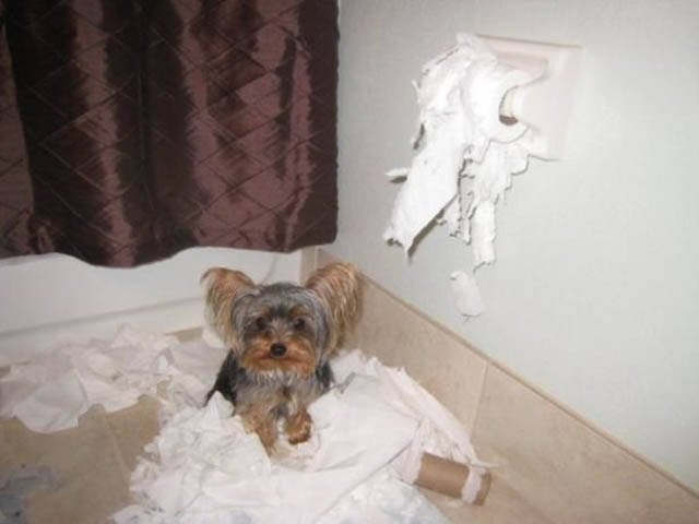 Naughty Animals (32 pics)