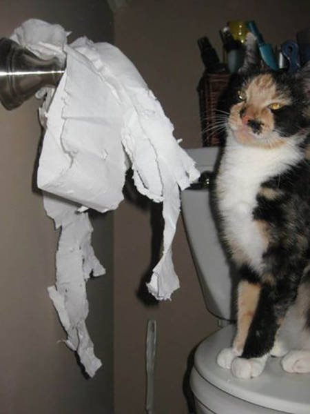 Naughty Animals (32 pics)