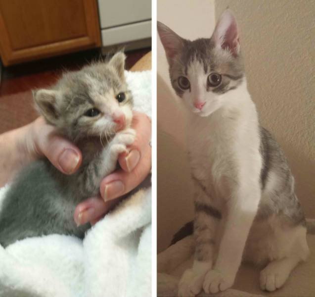 Animals Before And After Adoption (15 pics)