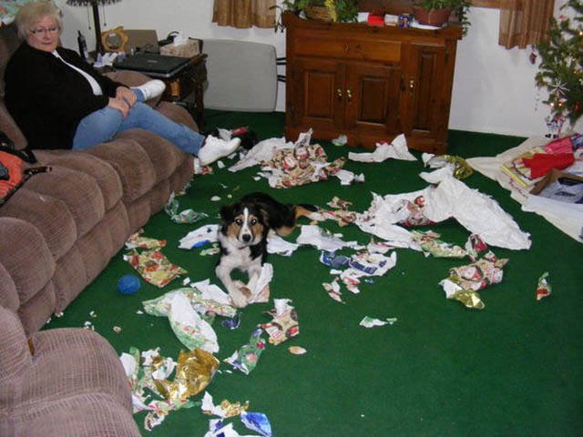Naughty Animals (32 pics)