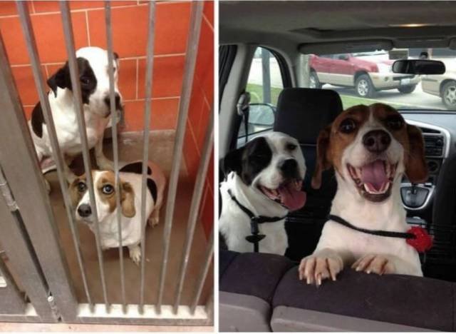 Animals Before And After Adoption (15 pics)