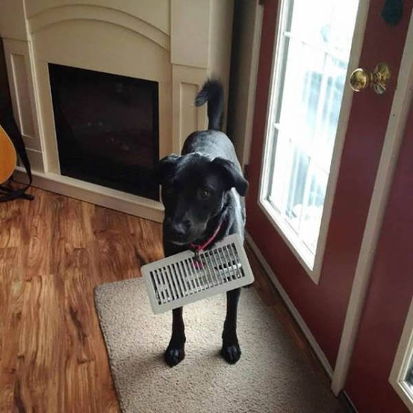 Naughty Animals (32 pics)