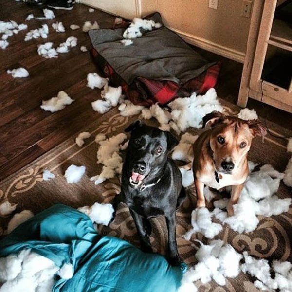 Naughty Animals (32 pics)