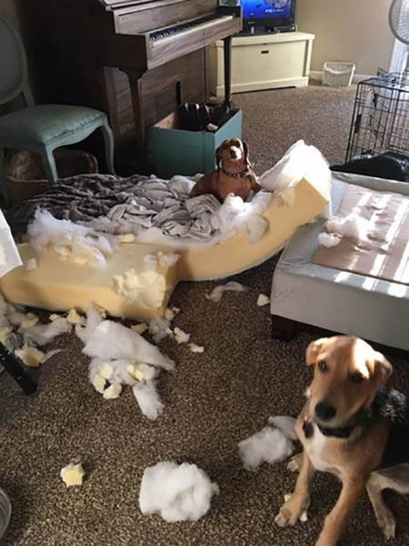 Naughty Animals (32 pics)