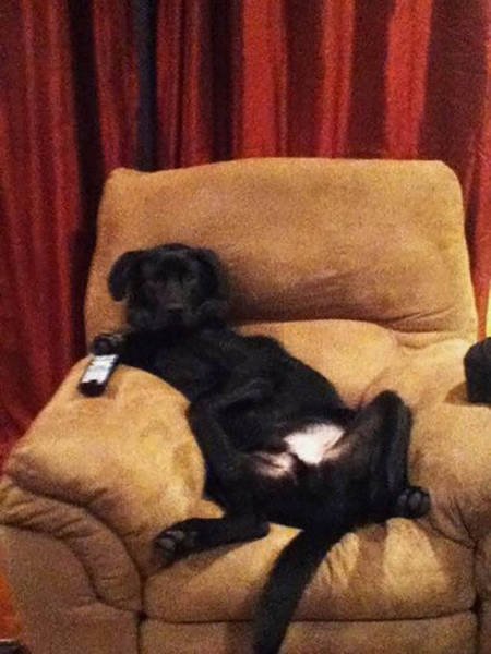 Naughty Animals (32 pics)
