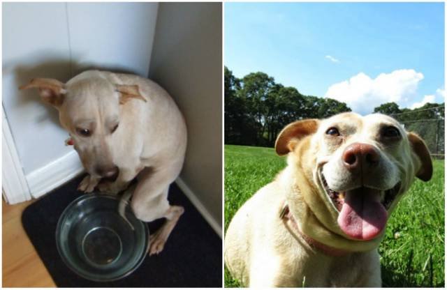 Animals Before And After Adoption (15 pics)